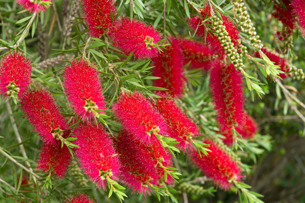 garden, native garden, callistemon, bottle brush