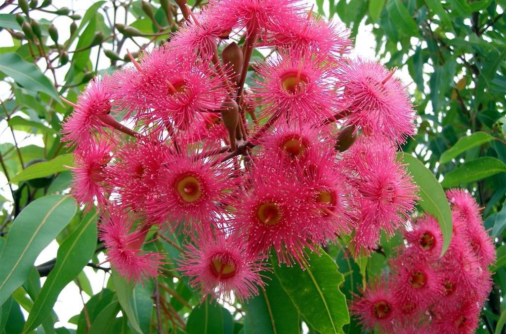 Bring in the birds and the bees! Native plants in your garden.