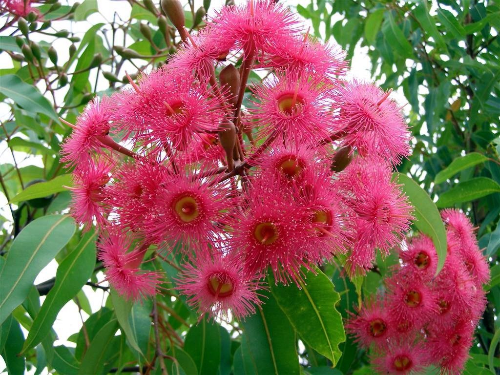 Dwarf gum tree