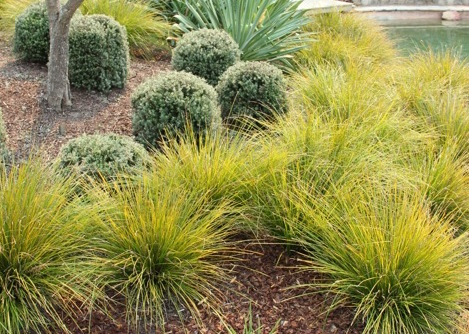 lomandra and westringia